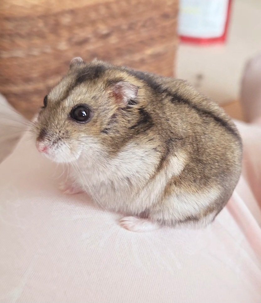 今日も元気🫶もうすぐ2歳2ヶ月だよ～