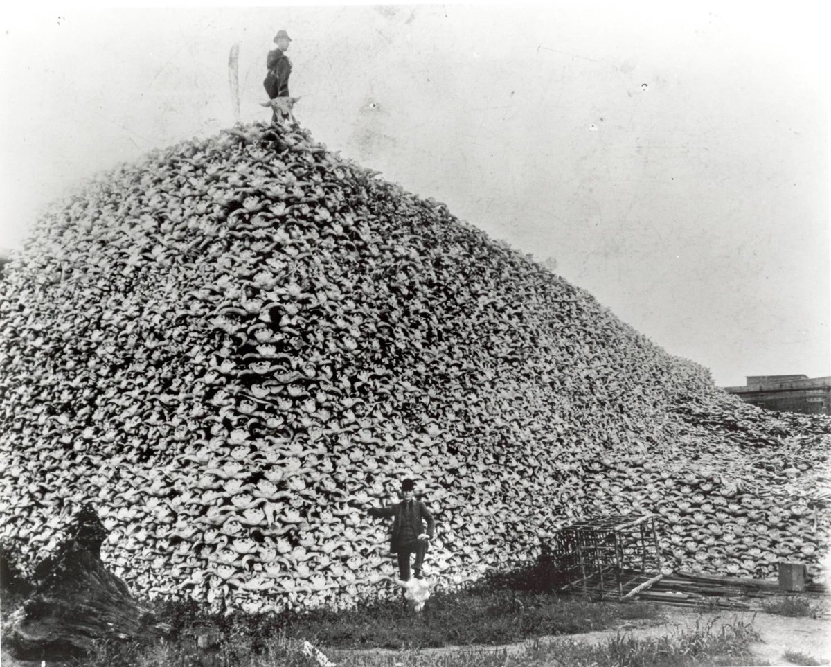 americaunwon's tweet image. If you think the idea that some in the elite want to eradicate American beef as a means of controlling a free people is too far fetched…

Consider that the extermination of the buffalo meant the Plains Indians were forced to rely on the U.S. government for rations.