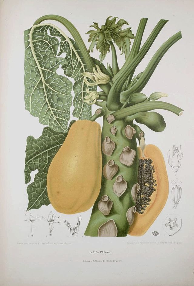 Kalau Suriname, jajahan Belanda di Amerika sana, punya Maria Sybilla Merian, Jawa juga punya seniman perempuan: Berthe Hoola van Nooten.

Sekitar 1860, ia melukis banyak tanaman di Jawa.

Di antara hasil lukisannya: buah menuo ("sirsak liar"), bayam merah, kecombrang, dan pepaya.