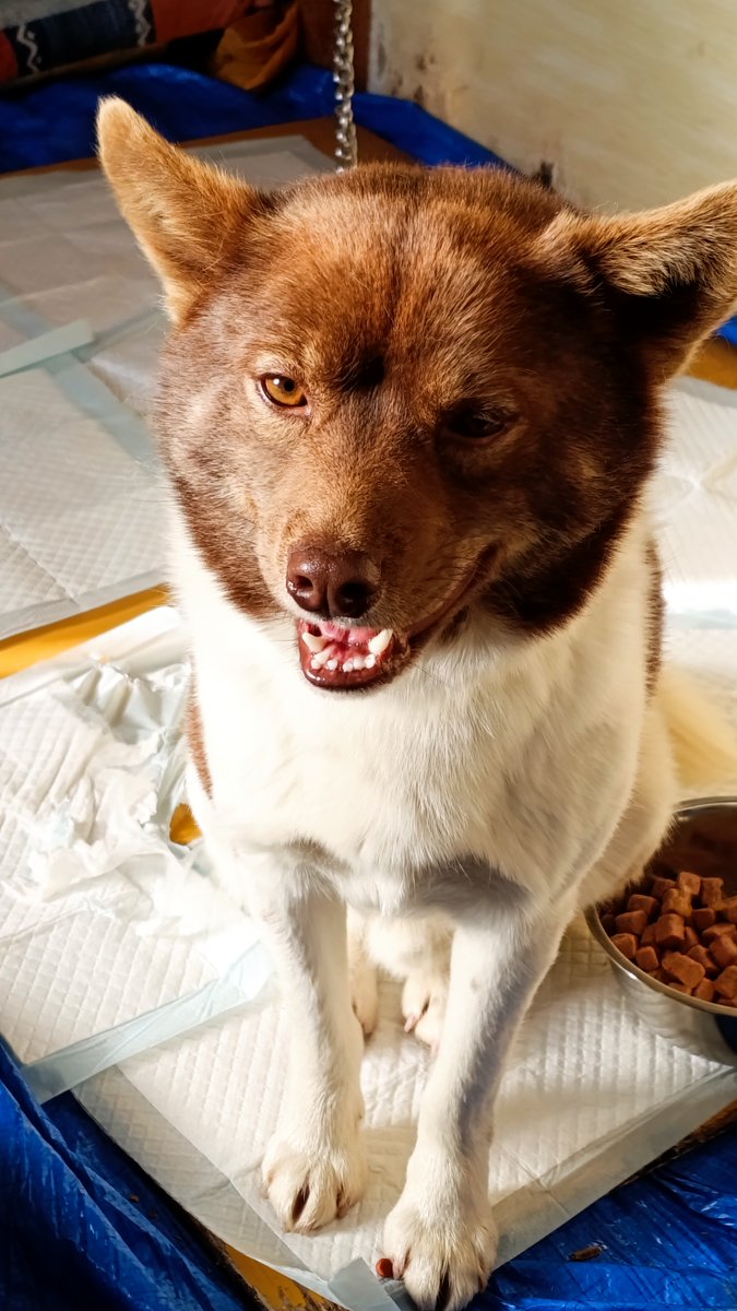 厚岸町の片無去地区で飼い犬の可能性がある犬が保護されました。
特徴は次のとおりです。
お心当たりの方はご連絡ください。

・中型犬
・雑種
・オス
・首輪や鎖などはついていない
・人慣れしていて、触っても怒ったりしない
