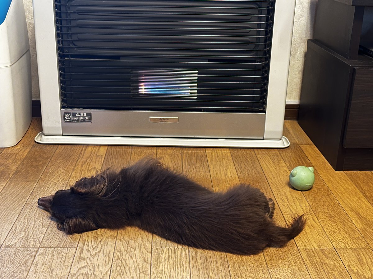 実家のイッヌ 見た目は全然ちがくても、犬も猫も鳥も人間も皆暖かい所