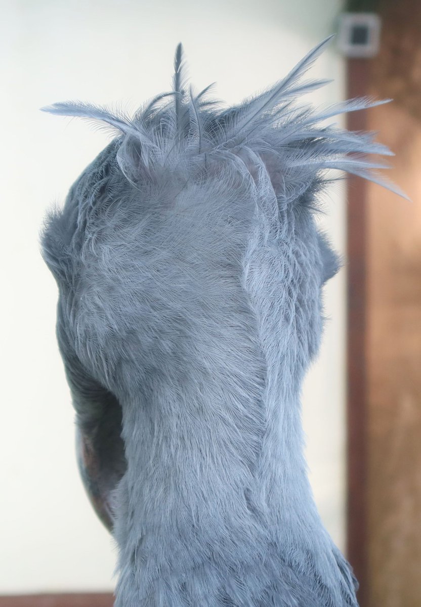 くまっち (@kumacchi4649) / Posts / X