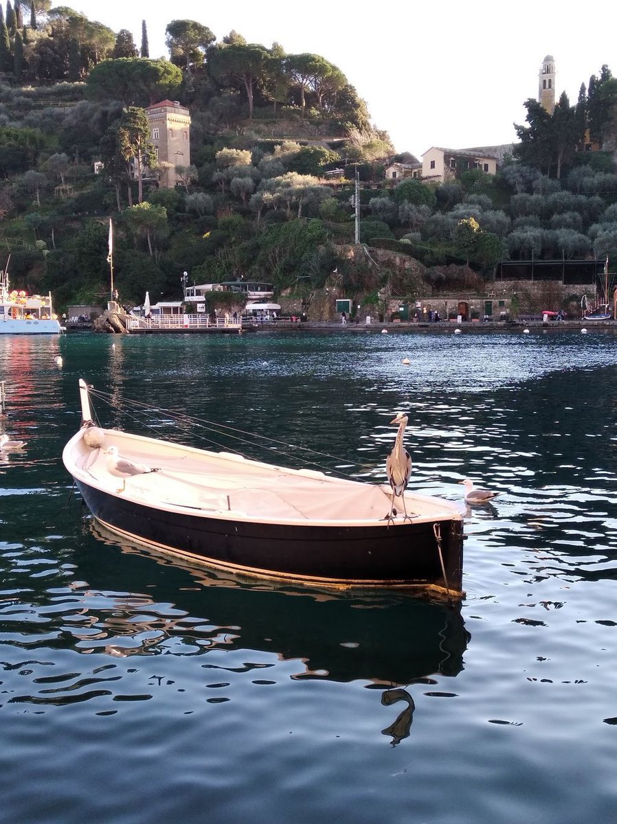 Officially a #GreyHeron #fan
This magnificent ruler of #Portofino Bay (boat included) perched with #effortless #poise
#Calm #assured #quietly #majestic
A reminder that true #majesty never needs to shout

#GreyHeron #elegance #diviner #dowser #tealeafreader #oracle #tealeafreading