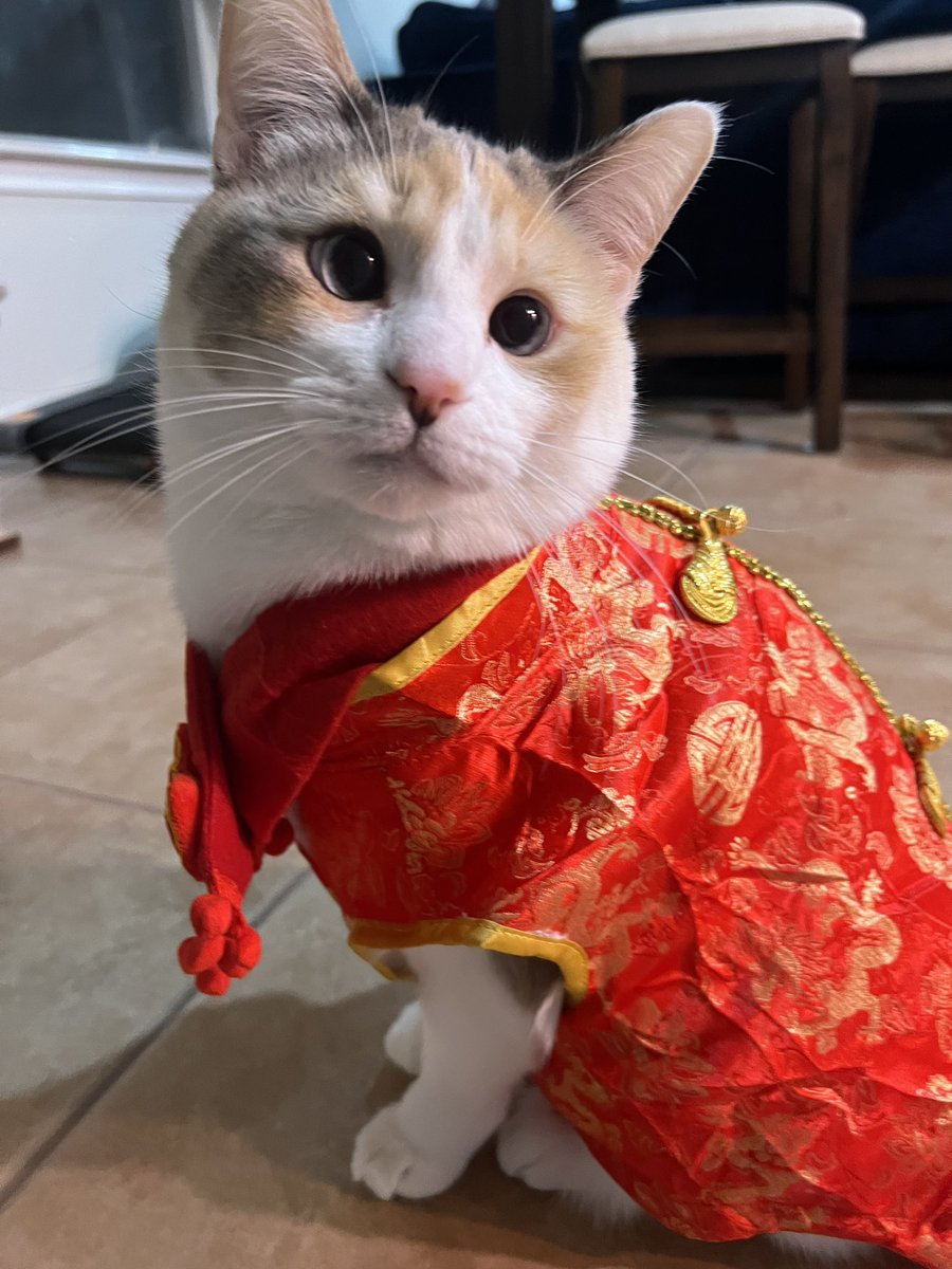 Panko A. Cat’s Mom tweet media