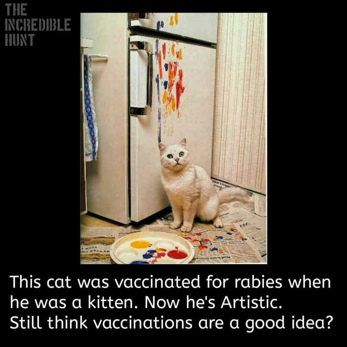 Armed Kitten (@cyberkitten6) on Twitter photo 