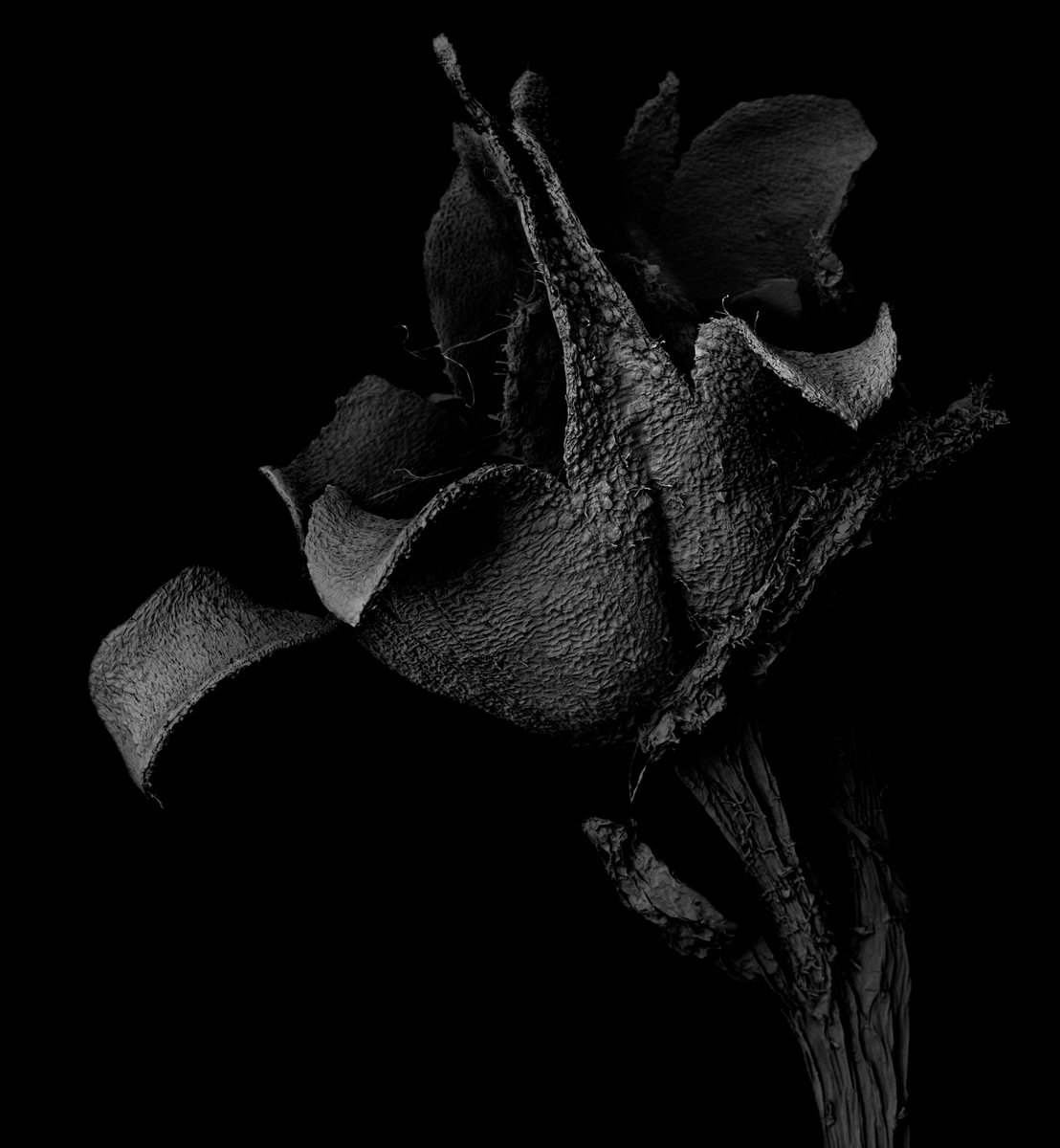 kikoh_matsuura's tweet photo. 'Withered Plant'
Scanning Electron Microscope
No.752
Image width: 2.74mm
Archived DOI: 10.5281/zenodo.18399505
#kikohmatsuura
#witheredplant
#scanningelectronmicroscopy
#sciart https://t.co/OHrWOBiMz4