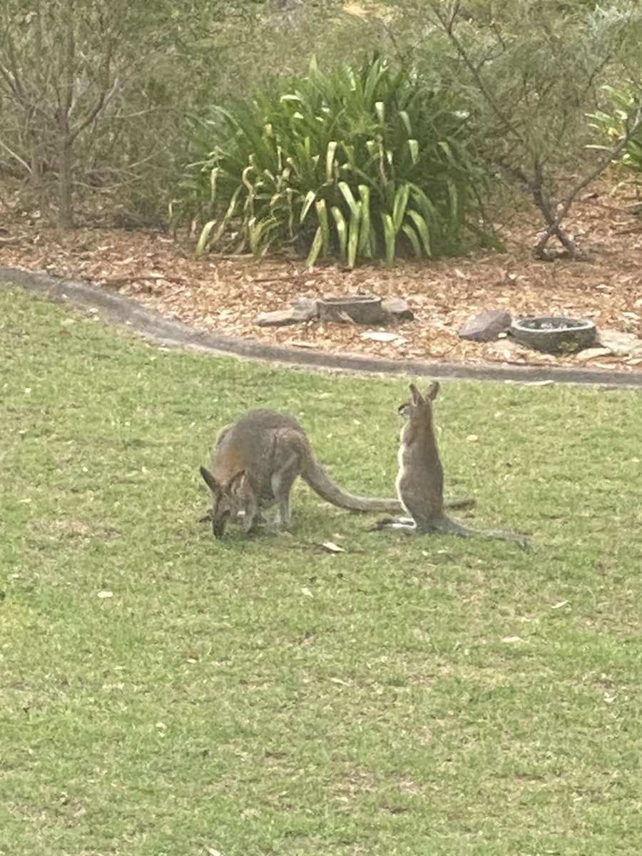The neighbours have dropped in for tea. 🙂🦘
#RedNeckWallabies