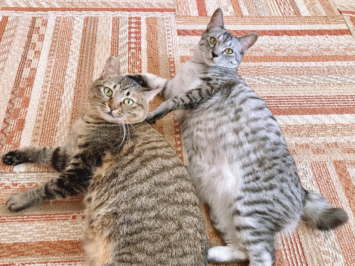 にゃん太郎 (@nyannyan__taro) / Posts / X