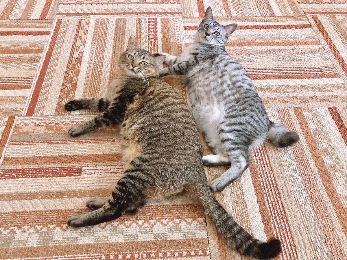 にゃん太郎 (@nyannyan__taro) / Posts / X