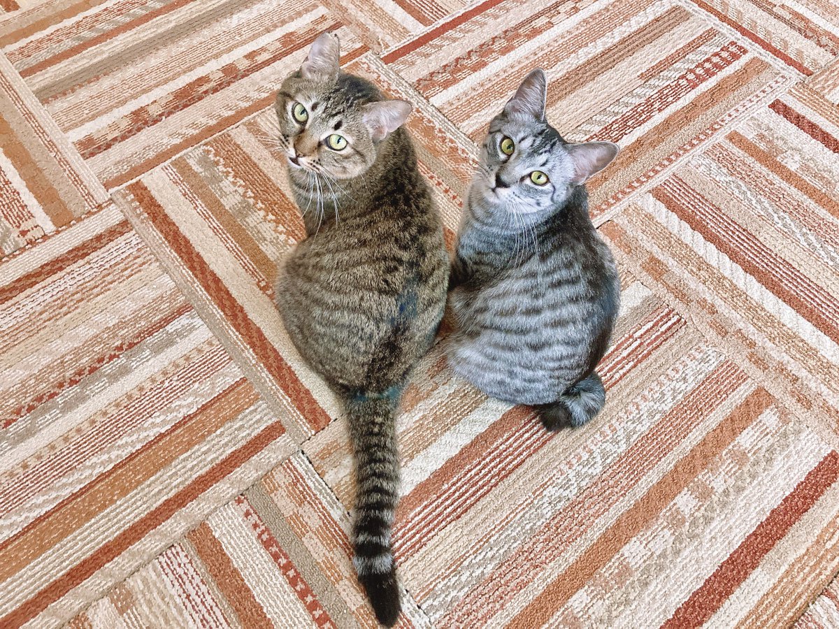 にゃん太郎 (@nyannyan__taro) / Posts / X