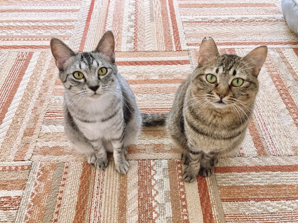 にゃん太郎 (@nyannyan__taro) / Posts / X