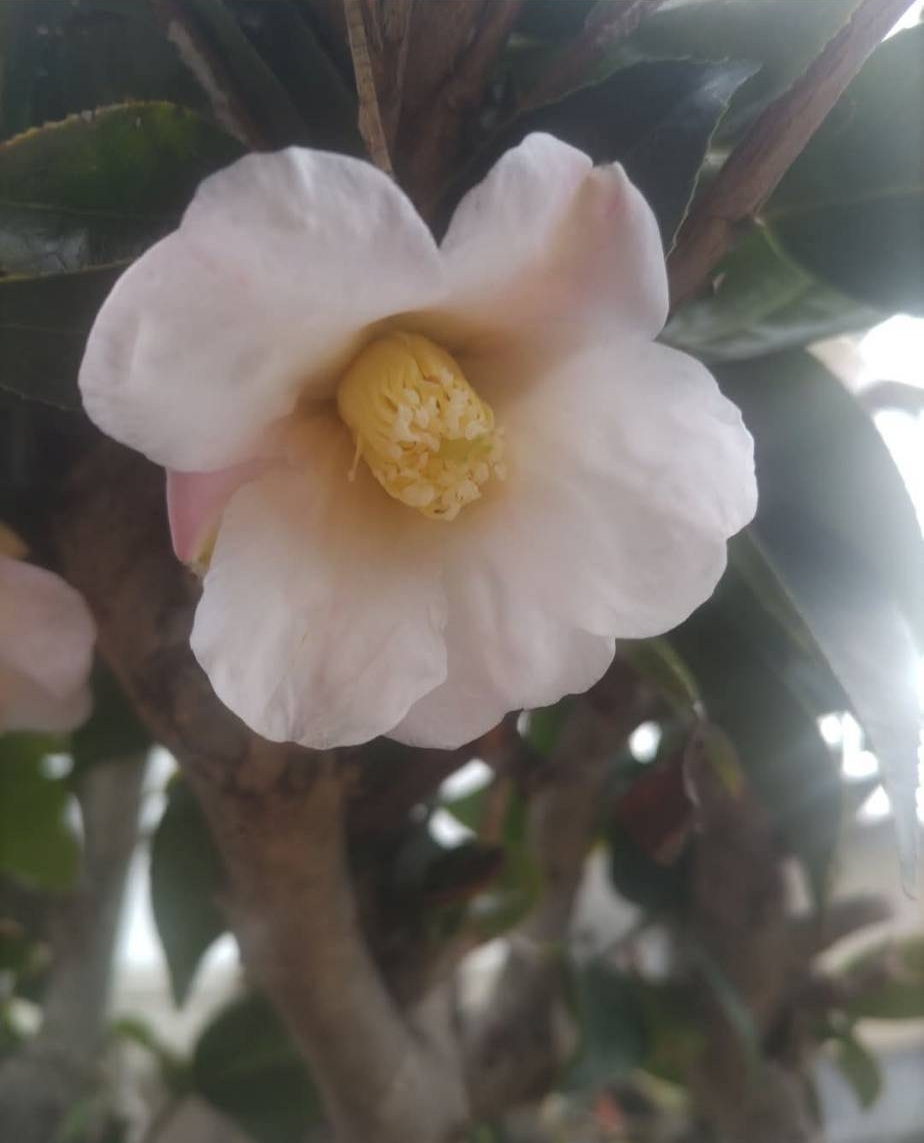 RiceEarFruition's tweet photo. 小さな幸せが一つあなたに届きますように…😌

ツバキ花ー侘助〈ワビスケ〉
花言葉：控えめ。簡素。静かな趣き。
慰めてあげます。生命力。

「全開せずに筒状に咲く奥ゆかしい姿」が、
無駄を削ぎ落とした「侘び」の精神を象徴していると
考えられています。 https://t.co/JqIYp6eLbi