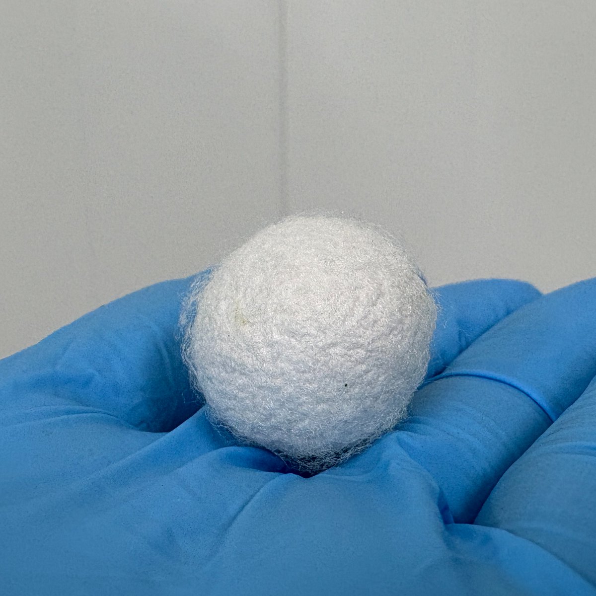 九州大学カイコバイオリソース研究施設（大学院農学研究院 家蚕遺伝子開発分野｜ＮＢＲＰカイコ課題代表） tweet media