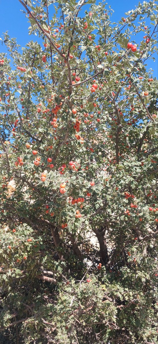 Memleketim memleketim 

#CanCanaTunceli 'm