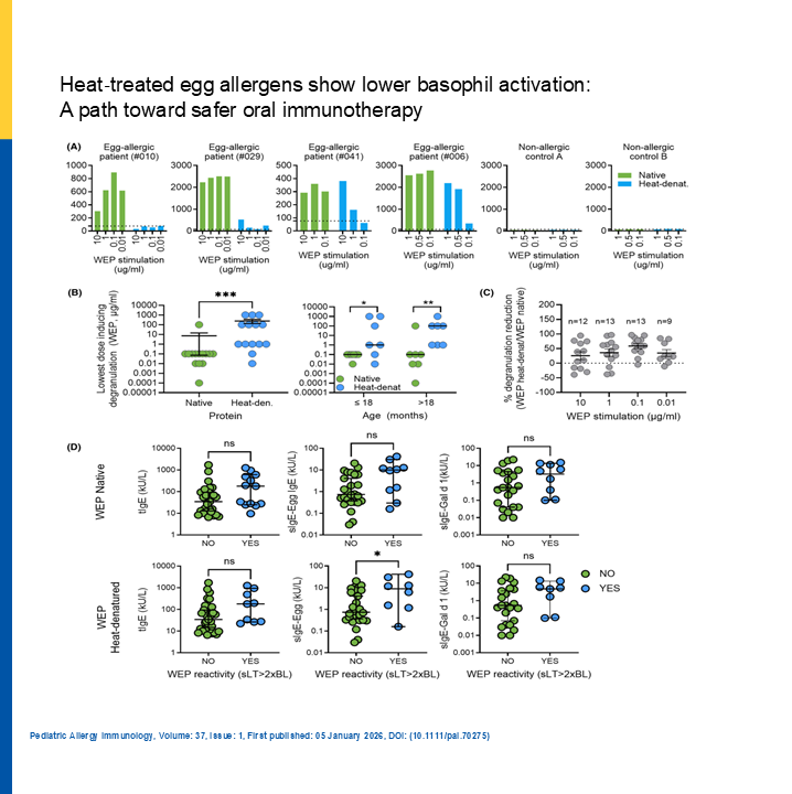 pai_eaaci's tweet photo. Heat‑Treated Egg Allergens: A Safer Step for OIT 🥚🔥 

A recent study shows that heat‑denatured #eggallergens have lower #IgE binding and trigger weaker #basophil activation than native proteins, suggesting reduced allergenic potency. 
They may serve as safer starting materials for oral #immunotherapy, though some residual #reactivity persists in highly sensitized patients. 

📌 Takeaway: Heat treatment may help improve OIT safety while maintaining effectiveness.
.
🔗 https://t.co/qixmYBN9tv
#pai_journal #IgEbinding #basophilactivation #nativeproteins #oralimmunotherapy #basophildegranulationtest #circulardichroismspectroscopy #egghypersensitivity #eggproteins #foodhypersensitivity #ovalbumin #ovomucoid #proteindenaturation #originalarticle #openaccess