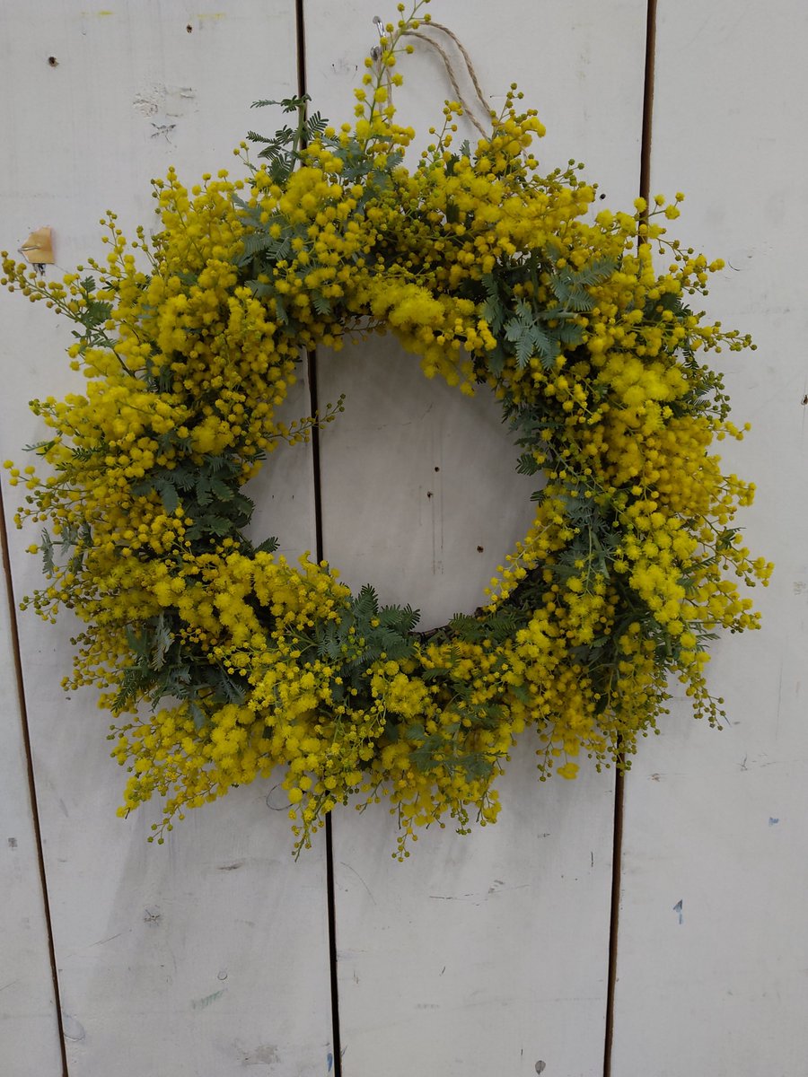 ガーデンセンター市原店】 🌼 好評につき第4回目！ 摘みたてミモザの