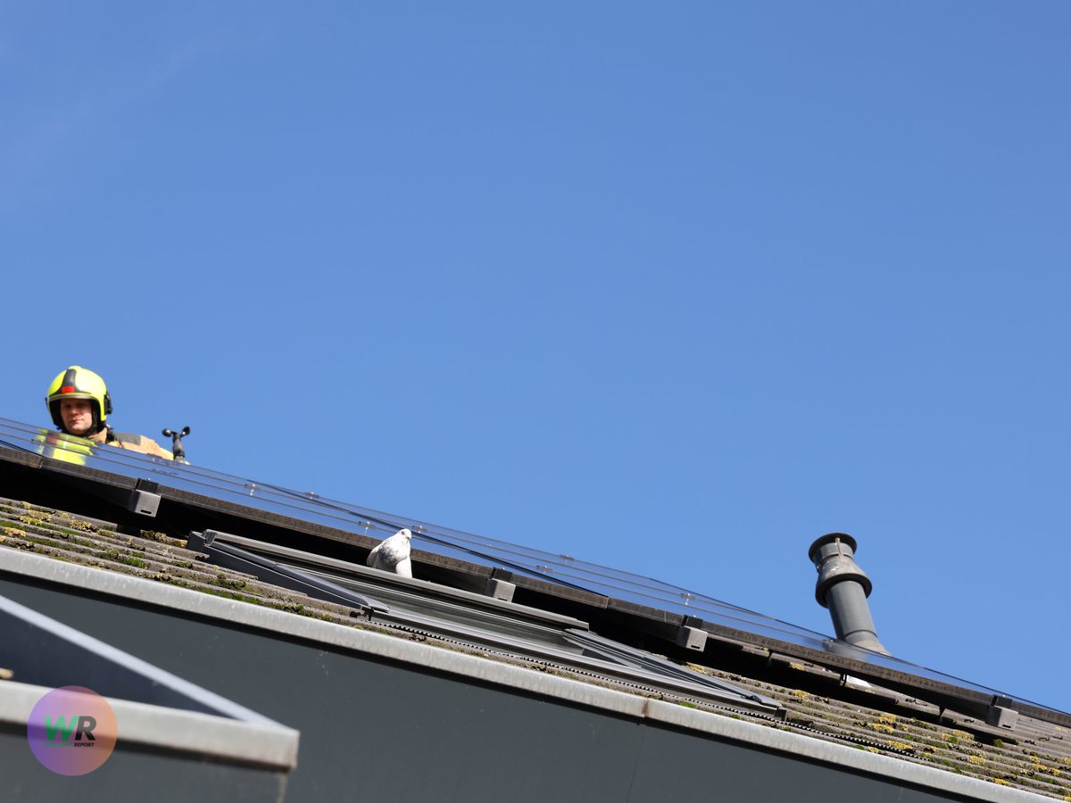Brandweer bevrijdt duif onder zonnepanelen in ‘s-Gravenzande

#Westland #wldebat #Duif 

westlandreport.nl/nieuws/brandwe…