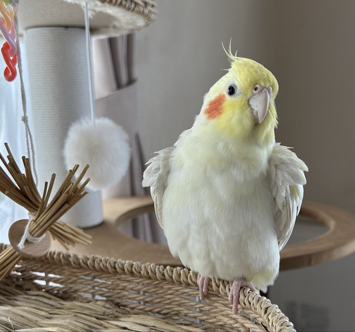 今日のぷりん

今日のハイポーズ📷✨

ハイポーズとは言ったものの
何もポーズはしなかった漢

 #オカメインコ