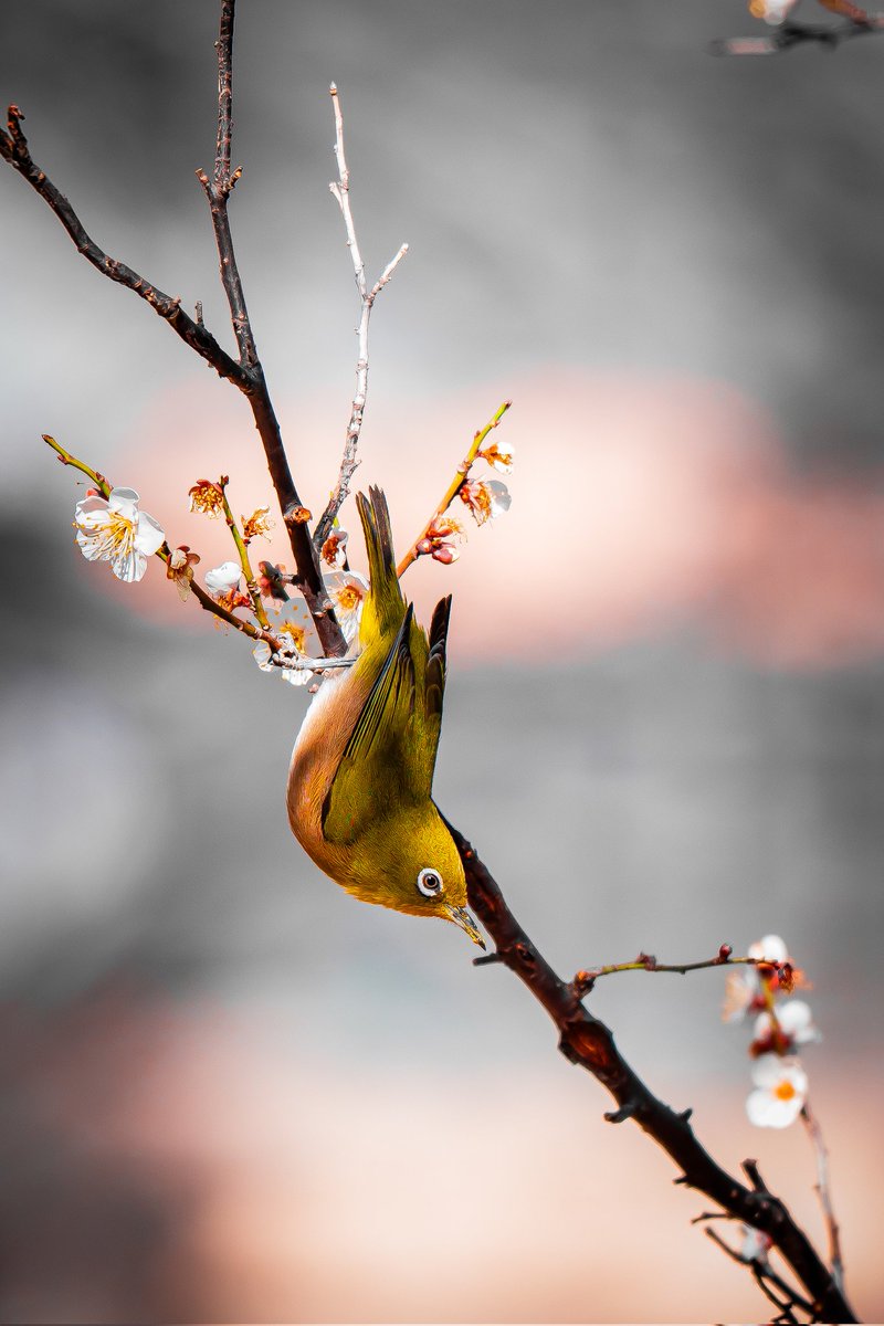 カメラを持って行こう
いち早く季節を感じれるのだから

#ミラーレス一眼 #SonyAlpha 
FE 70-200mm F4 Macro G OSS II