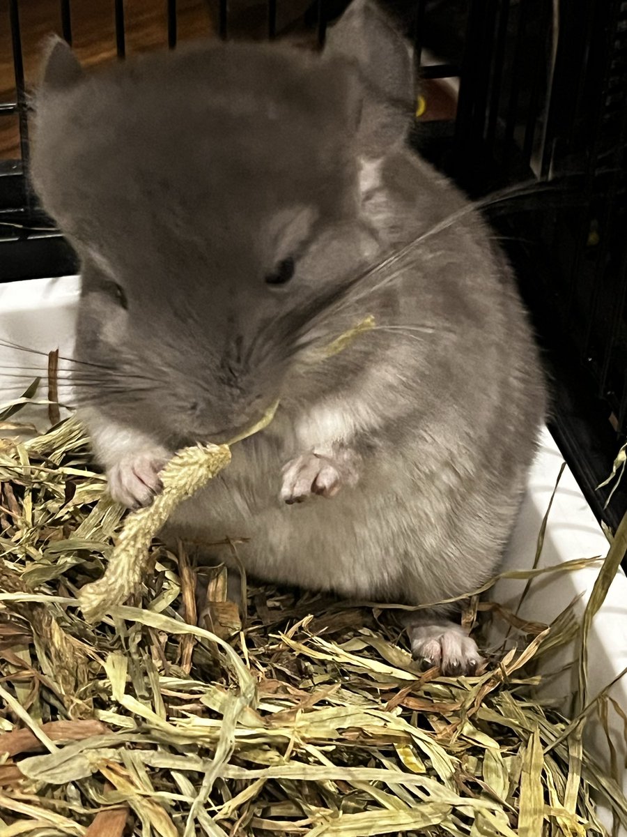 チンチラ入荷してます🌱
生後1か月過ぎの可愛いサイズです。
よく慣れてます。
触りたいのを我慢してます　ｸﾞﾇﾇ...
モリモリ食べて今寝てるので...
めっちゃ可愛いです🩷

あんまり見んようにして仕事します！
仕事！仕事！