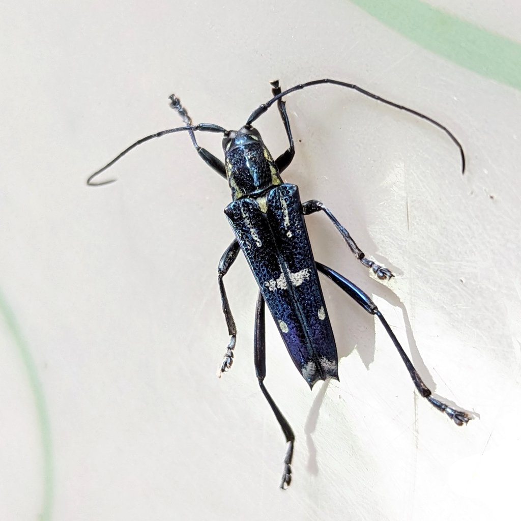 Borneo Wild Insects tweet media