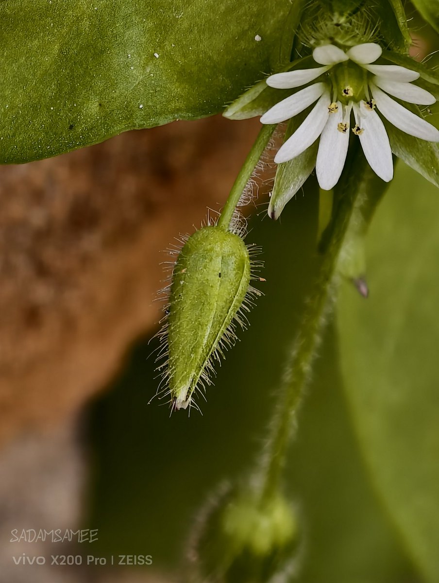 SadamSamee's tweet photo. Look at this tiny flower of edible plant we used to cook in village. The X200pro brings out every delicate petal of this beautiful plant. 
#vivoX200Pro 
#shotonvivo 
#zeissprecision 
#plants https://t.co/zspFGN1Lb3