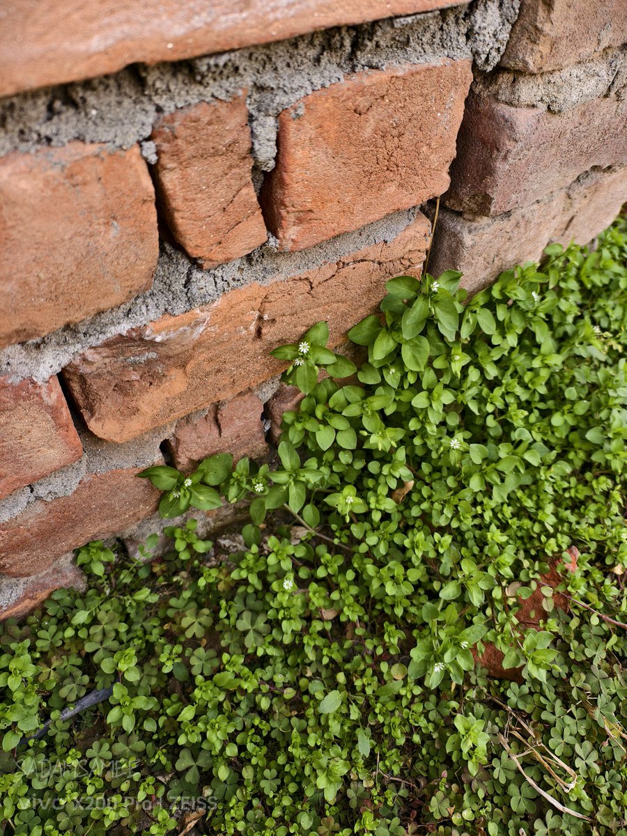 SadamSamee's tweet photo. Look at this tiny flower of edible plant we used to cook in village. The X200pro brings out every delicate petal of this beautiful plant. 
#vivoX200Pro 
#shotonvivo 
#zeissprecision 
#plants https://t.co/zspFGN1Lb3