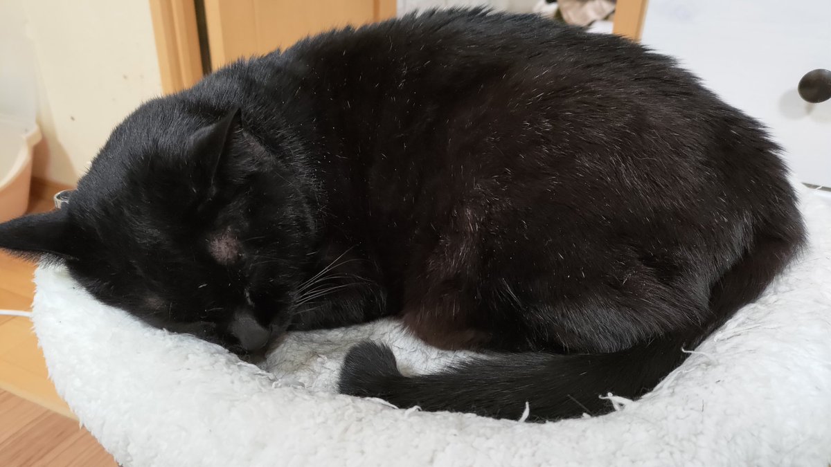 ポメ@ぽめ (@pome777) / Posts / X