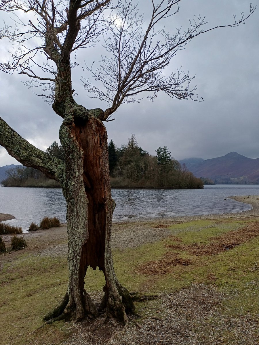 Not so #thicktrunktuesday 🙁 
but still standing...