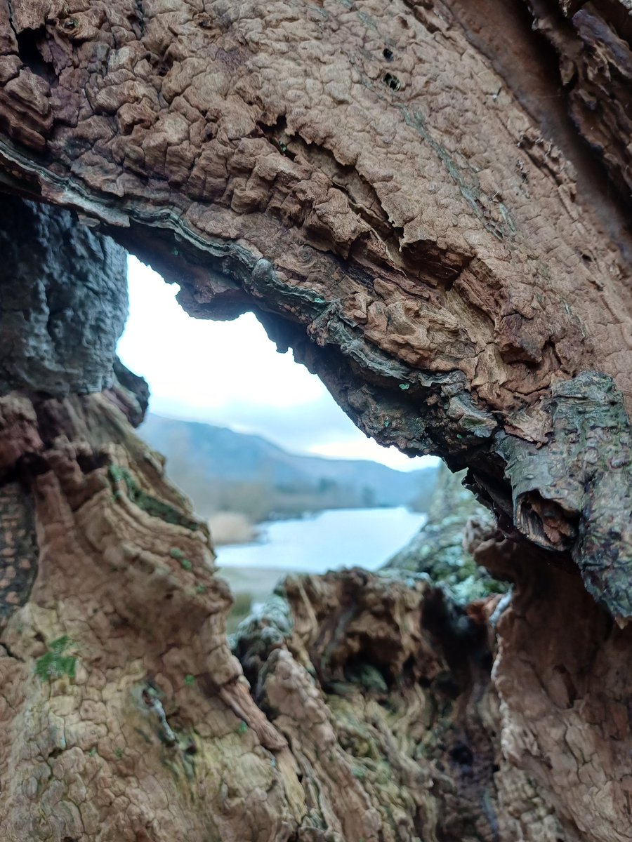 Derwentwater framed thro the tree 'window' 
#AlphabetChallenge #WeekFforFramed