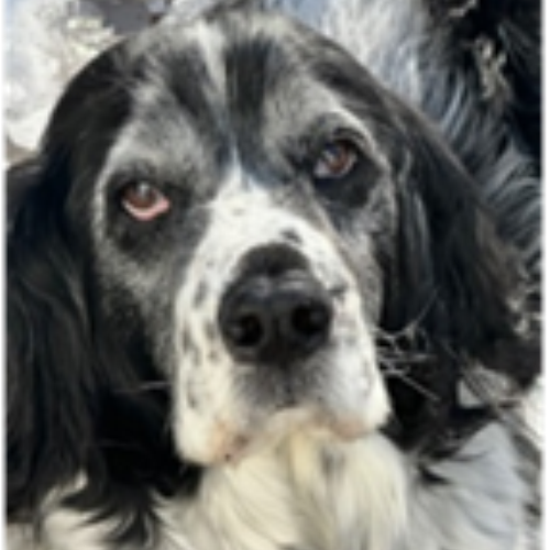 Tiggers_Tails's tweet photo. Tigger Club News Repawters:
Read Pilot's latest repawt.
https://t.co/AgCQXXw1mR
You can catch up on his previous repawts too.
#TiggerClubNews #Repawter
@CC96923496 https://t.co/AUsPt6nsYH