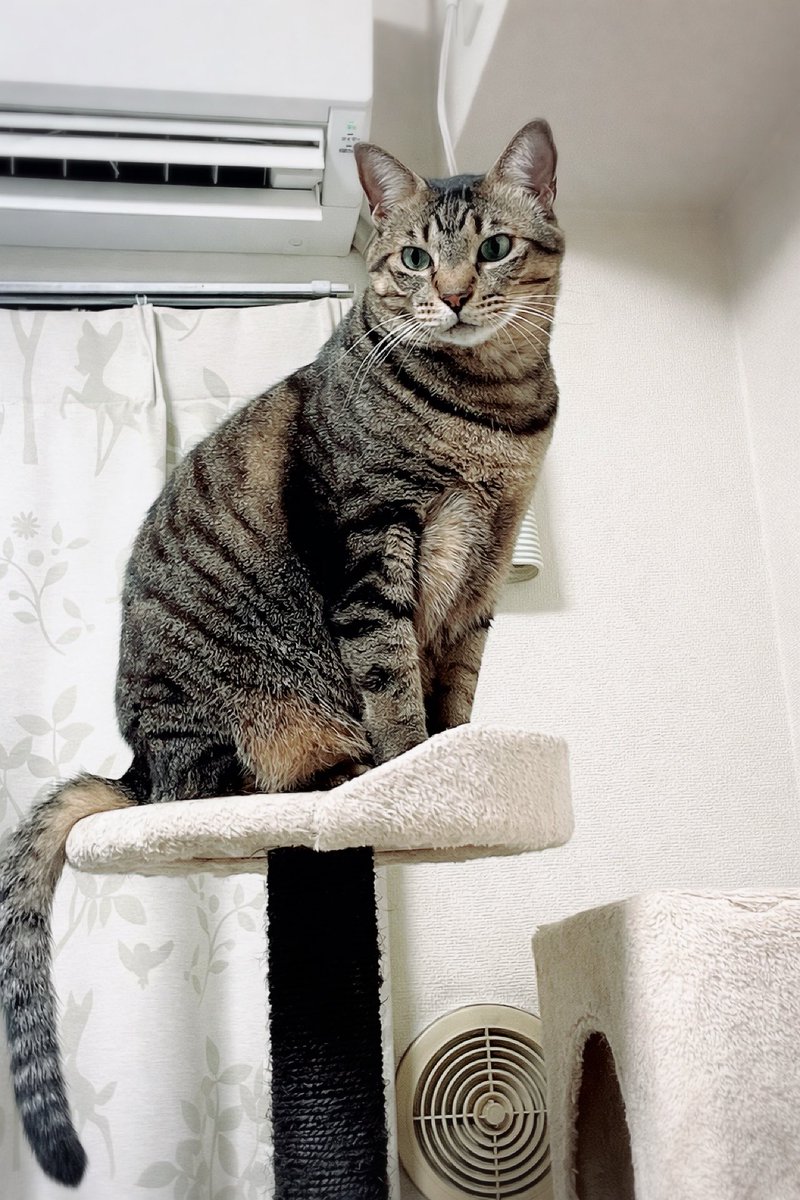 猫好きさん集まれー🐈🐈 Community on X - 20.8K Members