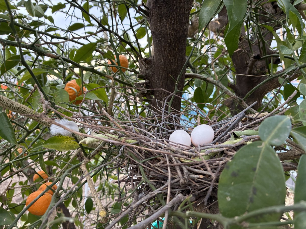 柚子の木で鳩が卵を温めてます。カメラを向けたら、逃げちゃった。悪い