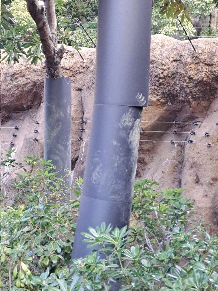 パンダのもりが解放されたので、行ってきました。
ここにいたんだなという跡が残ってました。
2026.2.10
#パンダのもり　#パンダ　#シャオシャオ　#レイレイ　#上野動物園