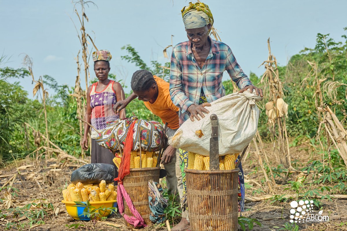ABCom_ONGD's tweet photo. Ici, la terre a fait sa part!
Nourrir ceux qui l'ont semé !

#Agriculture #Investinhumanity https://t.co/ZMgGmYoT9x