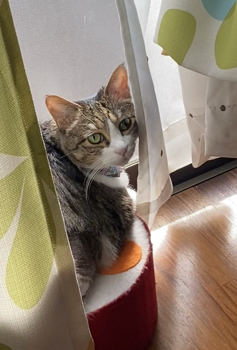 masimaroko's tweet photo. もこもこの上にいないと思ったら、娘に作ったアンパンマンの椅子の上で日向ぼっこしてた🐈❤️ https://t.co/fvpgee0C6E