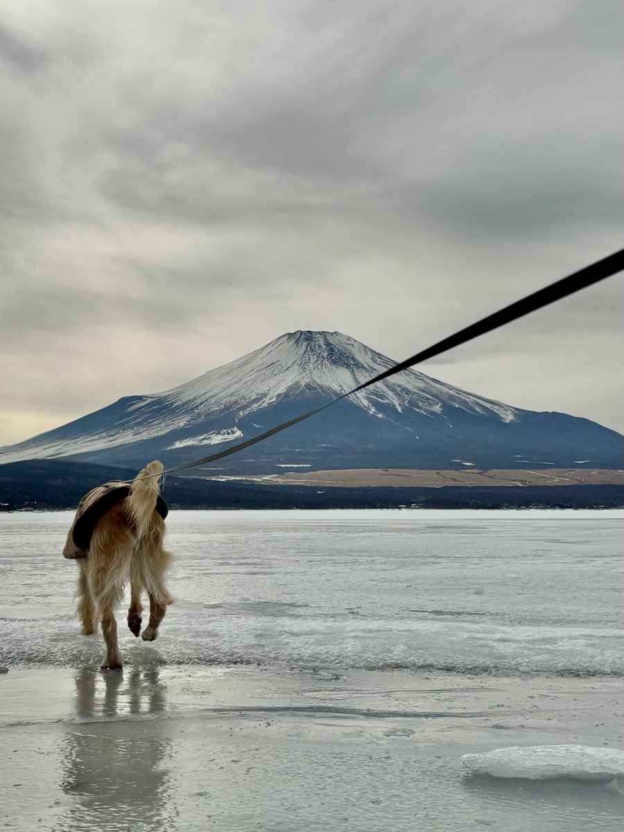 ワトソン ∪•ᴥ•∪ ゴールデンレトリバー tweet media