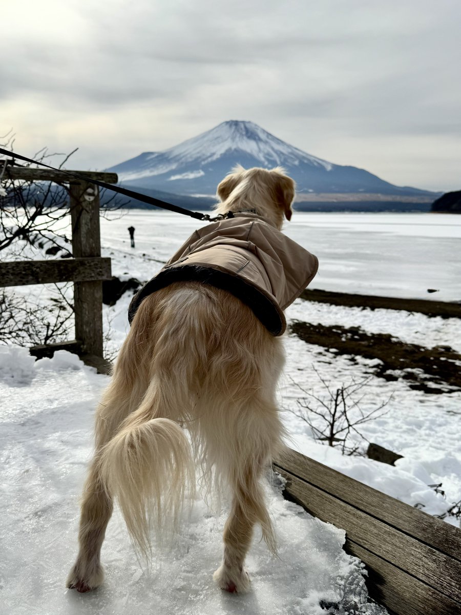 ワトソン ∪•ᴥ•∪ ゴールデンレトリバー tweet media