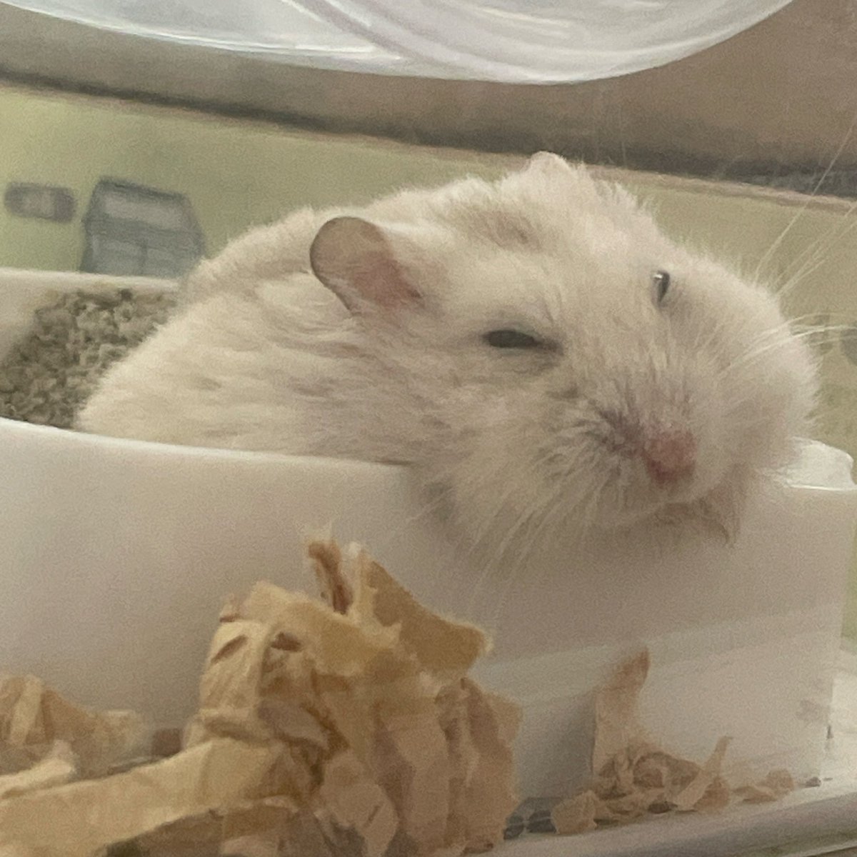 はむまる (@hamumaru_86) / Posts / X