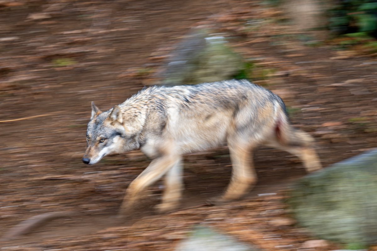 ごりぽん (@goripon1905) / Posts / X