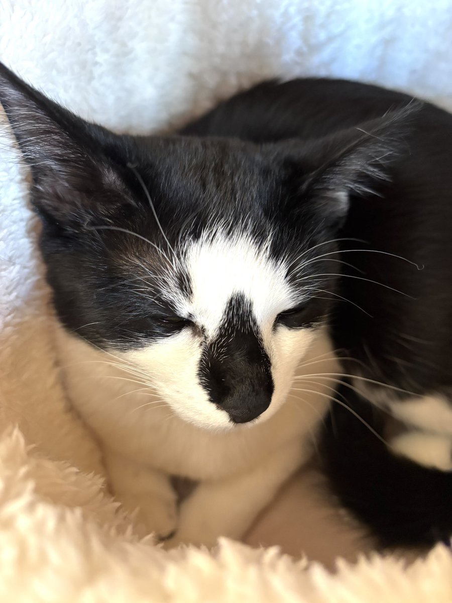 subeneko5656's tweet photo. #拡散希望

保護猫譲渡会

ぜひ来てください🐾
2月11日（水）
午後1時30分～3時30分
緑生涯学習センター
名古屋市緑区鳴海町本町54
名鉄名古屋本線鳴海駅
下車徒歩5分
※Pあり（1回300円）
周辺コインパーキングあり

かわいいねこちゃんがお待ちしております🐾

#愛知県名古屋市
#保護猫譲渡会
#ねこ https://t.co/gaFb5UaYXL