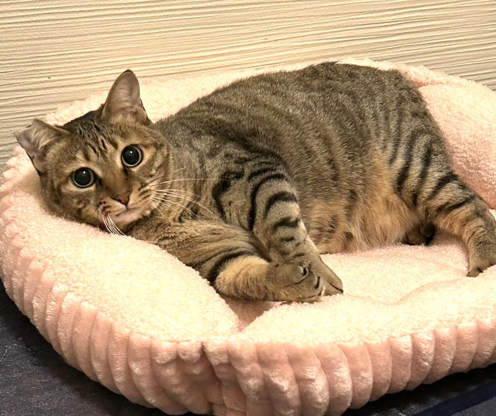 subeneko5656's tweet photo. #拡散希望

保護猫譲渡会

ぜひ来てください🐾
2月11日（水）
午後1時30分～3時30分
緑生涯学習センター
名古屋市緑区鳴海町本町54
名鉄名古屋本線鳴海駅
下車徒歩5分
※Pあり（1回300円）
周辺コインパーキングあり

かわいいねこちゃんがお待ちしております🐾

#愛知県名古屋市
#保護猫譲渡会
#ねこ https://t.co/gaFb5UaYXL
