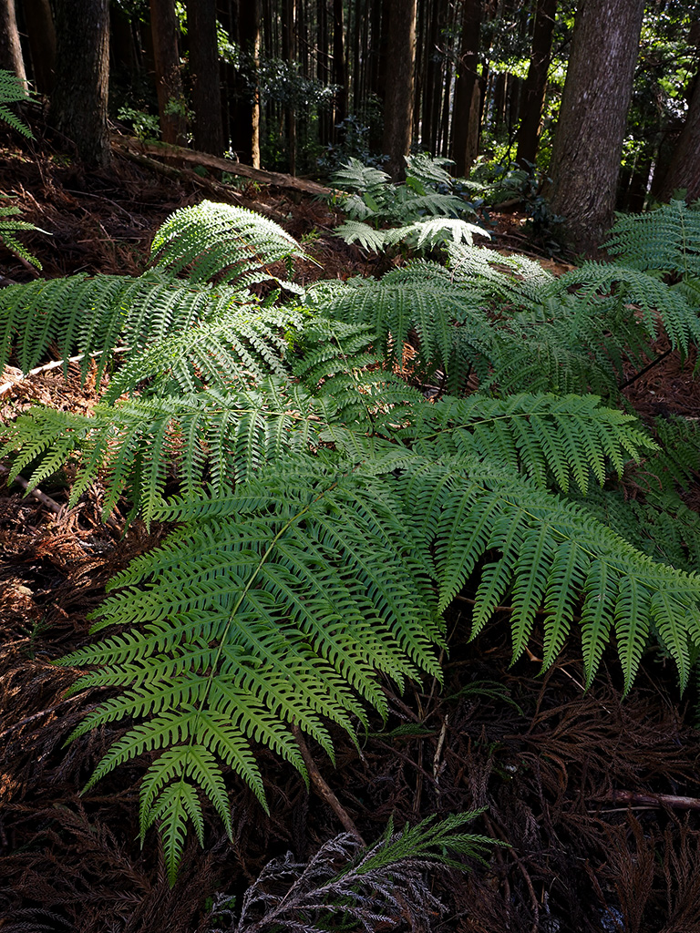 ナチシダ 信州人には縁のないシダである(こういうものを見るとちょっと