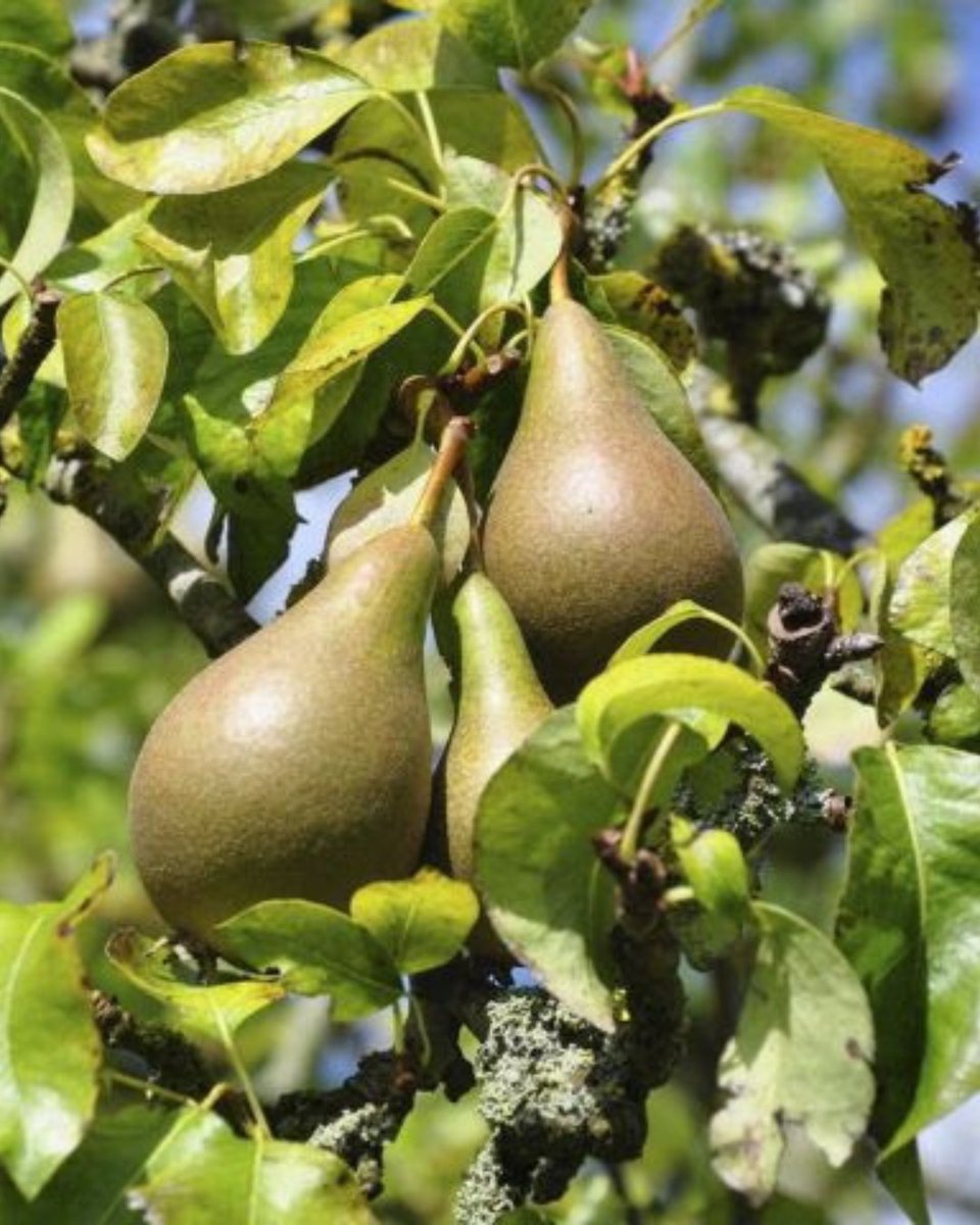 Quickcrop tweet media