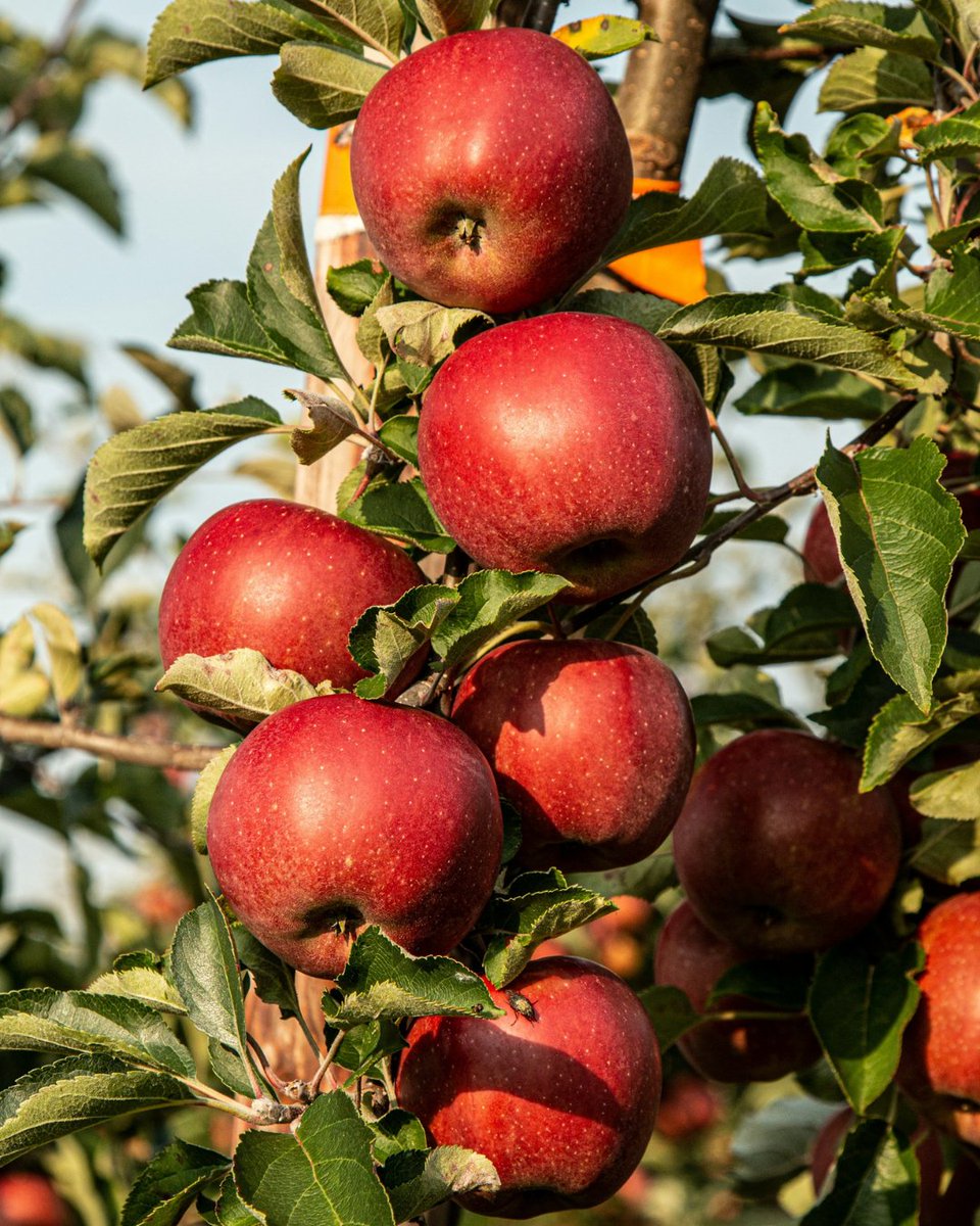 Quickcrop tweet media