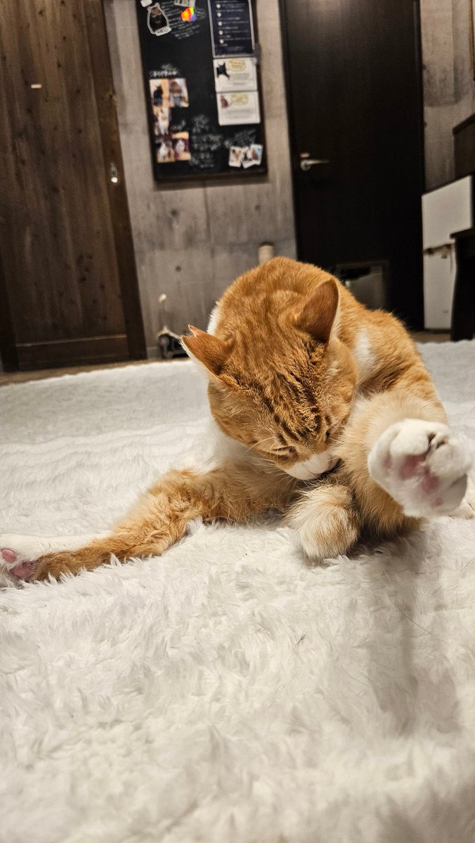 レオぴぴぴ♡ @neu_neco