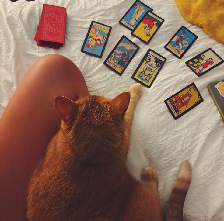 عروس دنیای فال tweet media