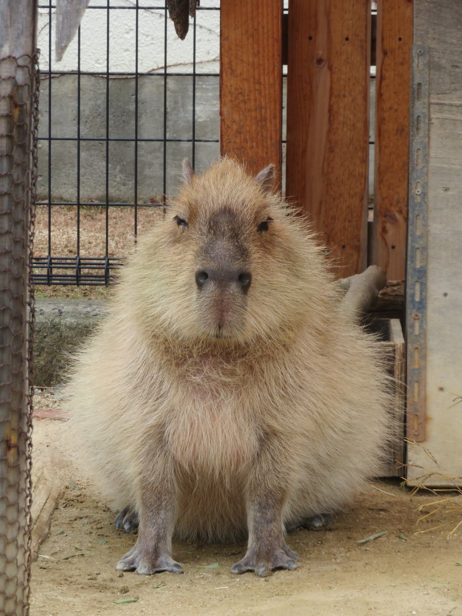 カピバラページ けろけろ (@capyanimal) / Posts / X