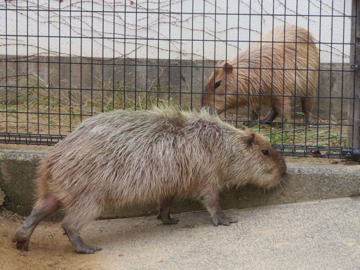 けろけろ (@capyanimal) / Posts / X