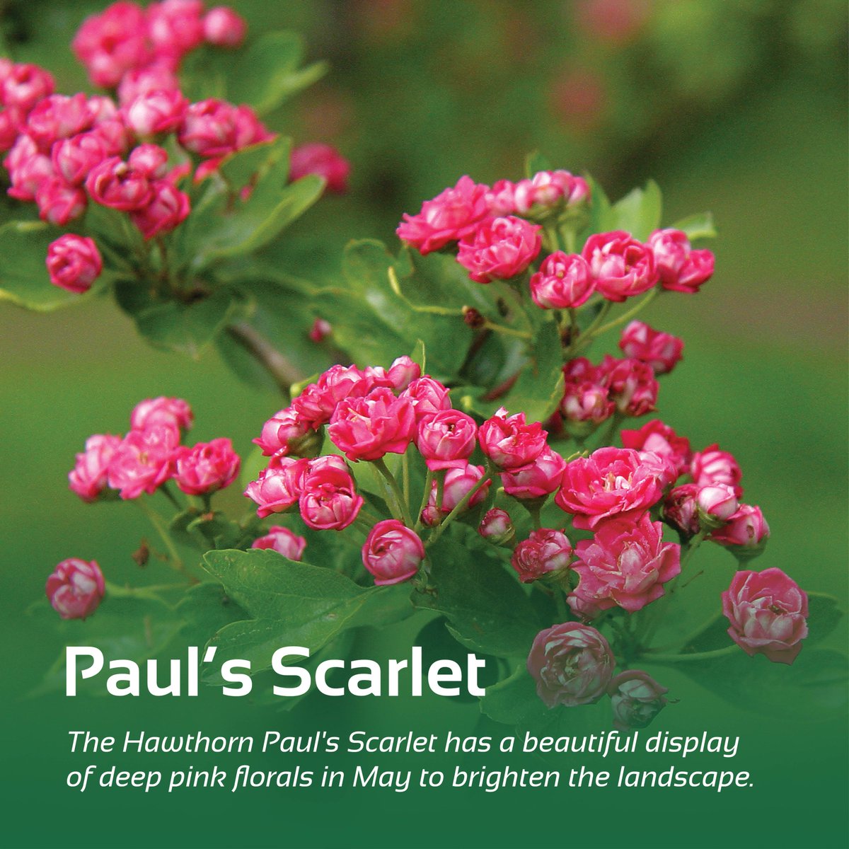 Barcham Trees tweet media